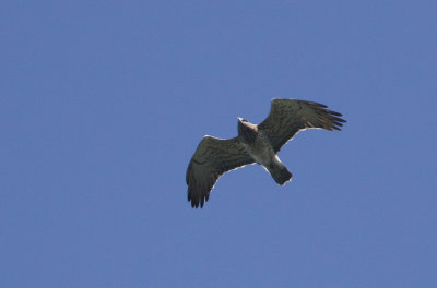 Short-toed Eagle, Circaetus gallicus  Ormrn