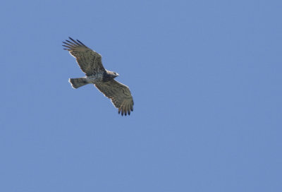 Short-toed Eagle, Circaetus gallicus  Ormrn