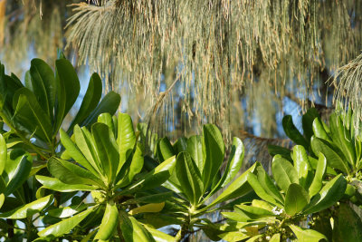Leaves
