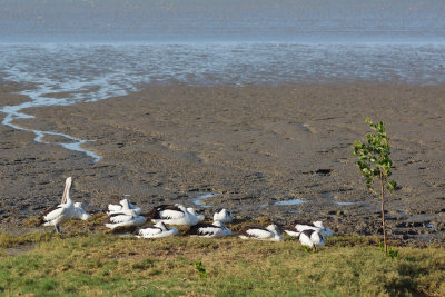 Pelicans in the Evening Sun