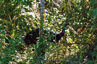 Cassowary