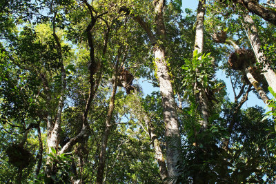 Shady Canopy