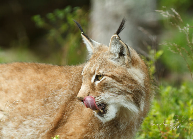 _MG_0866.jpg