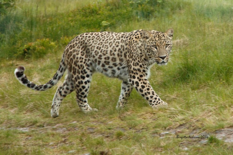 _MG_7215.jpg