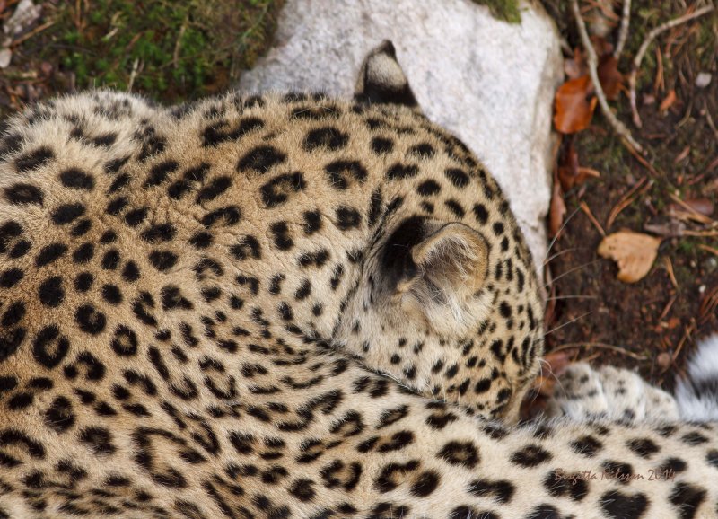 Persisk leopard