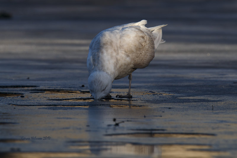 Vitvingad trut (larus glauicoides)