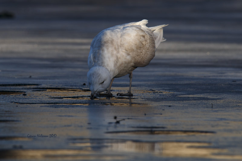 Vitvingad trut (larus glauicoides)