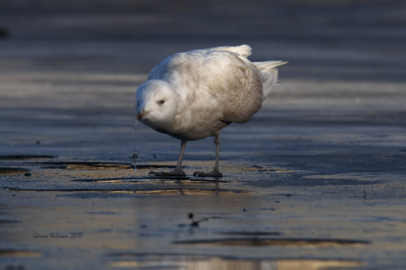 Vitvingad trut (larus glauicoides)