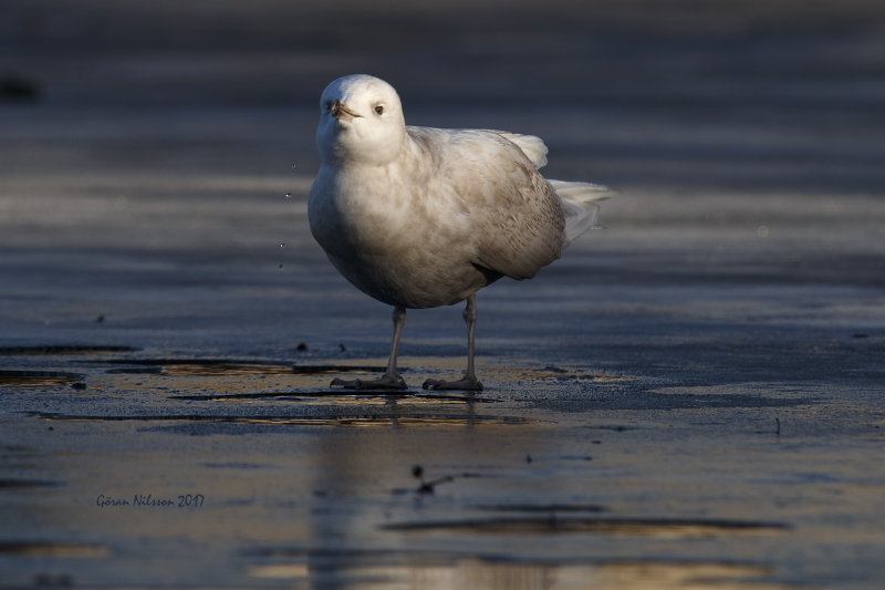 Vitvingad trut (larus glauicoides)