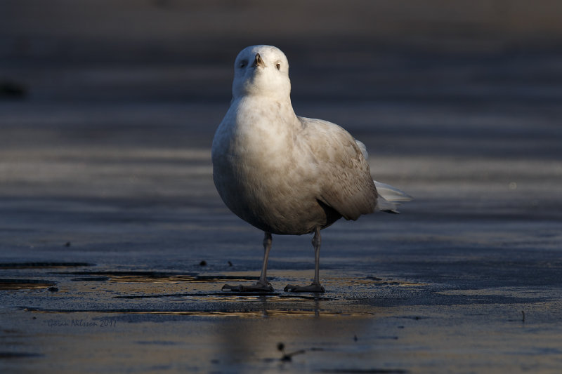 Vitvingad trut (larus glauicoides)