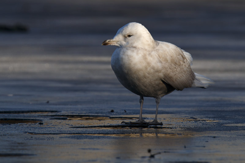 Vitvingad trut (larus glauicoides)