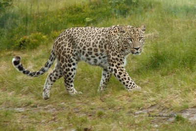 _MG_7215.jpg