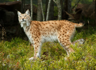 Orsa Björnpark 2014