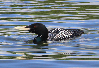 White-billed Diver  Vitnbbad islom  (Gavia adamsii)