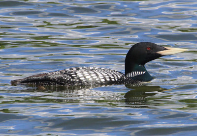 White-billed Diver  Vitnbbad islom  (Gavia adamsii)