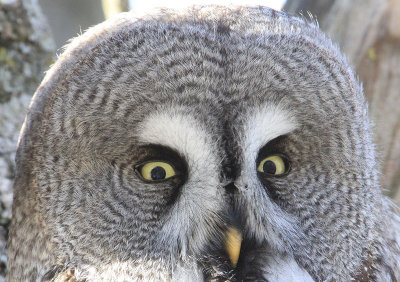 Great Grey Owl  Lappuggla  (Strix nebulosa)