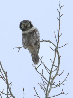 Hawk Owl  Hkuggla  (Surnia ulula)