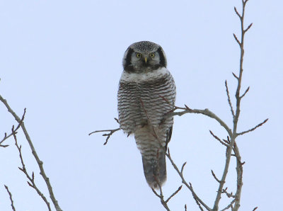 Hawk Owl  Hkuggla  (Surnia ulula)