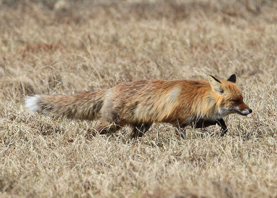 Red Fox  Rdrv  (Vulpes vulpes)