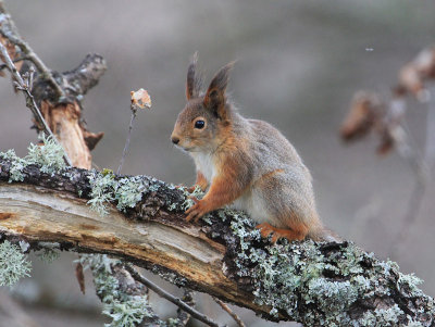 Squirrel  Ekorre  (Sciurus vulgaris)