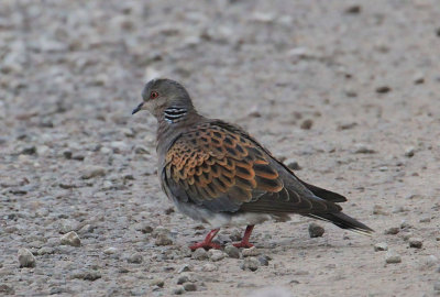 Turtle Dove  Turturduva  (Streptopelia turtur)