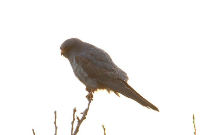 Red-footed Falcon  Aftonfalk  (Falco vespertinus)