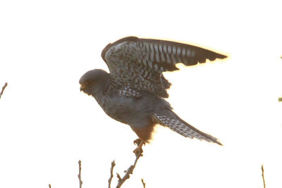 Red-footed Falcon  Aftonfalk  (Falco vespertinus)