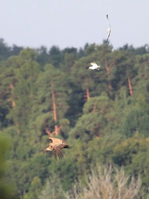 Griffon Vulture Gåsgam (Gyps fulvus)