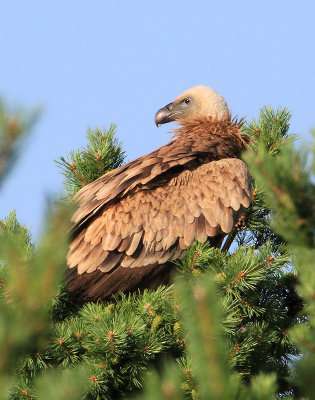 Griffon Vulture  Gsgam  (Gyps fulvus)