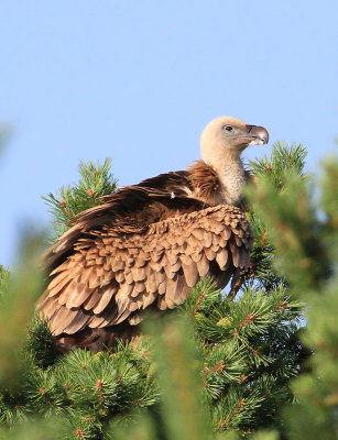 Griffon Vulture  Gsgam  (Gyps fulvus)