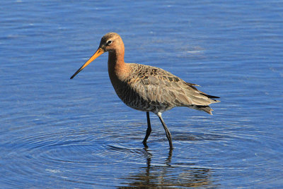 Black-tailed Godwit  Rdspov  (Limosa limosa)