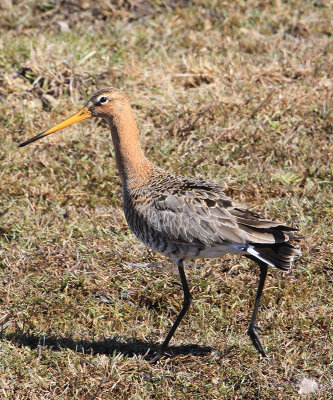 Black-tailed Godwit  Rdspov  (Limosa limosa)