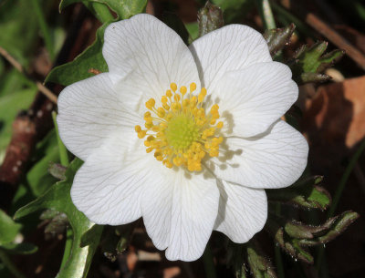 Vitsippa  (Anemone nemorosa)