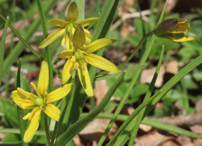 Vrlk  (Gagea lutea)