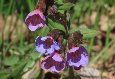 Lungrt  (Pulmonaria obscura)
