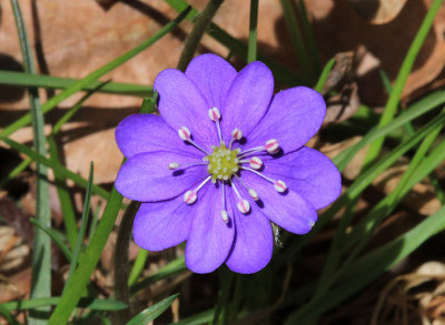 Blsippa  (Hepatica nobilis)