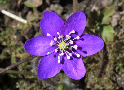 Blsippa  (Hepatica nobilis)