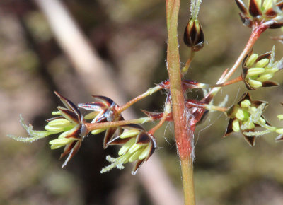 Vrfryle  (Luzula pilosa)