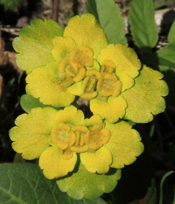 Gullpudra  (Chrysosplenium alternifolium)