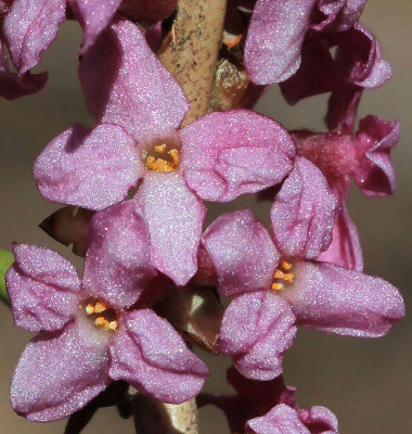 Tibast  (Daphne mezereum)