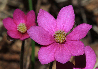 Blsippa  (Hepatica nobilis)