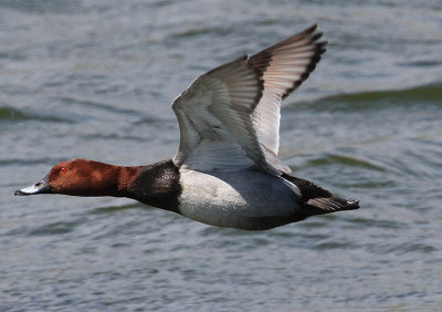 Pochard  Brunand  (Aythya ferina)