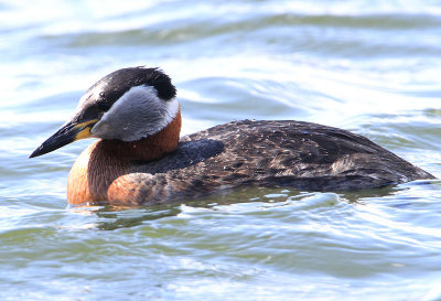 Red-necked Grebe  Grhakedopping  (Podiceps grisegena)