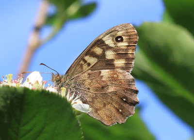  Speckled Wood  Kvickgrsfjril  (Pararge aegeria)