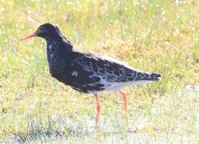 Ruff  Brushane  (Philomachus pugnax)