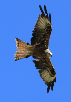 Red Kite  Rd glada  (Milvus milvus)