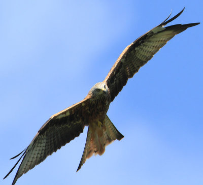 Red Kite  Rd glada  (Milvus milvus)