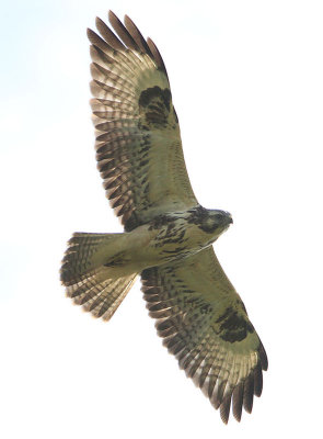 Common Buzzard  Ormvrk  (Buteo buteo)