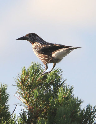 Nutcracker  Ntkrka  (Nucifraga caryocatactes)