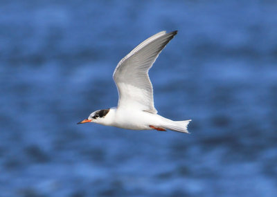 Common Tern  Fisktrna  (Sterna hirundo)